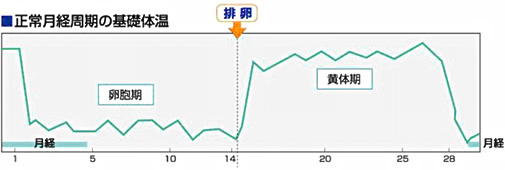 一般的正常な生理周期